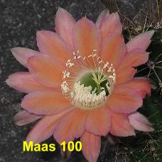 EP-H. Maas 100.4.4.jpg 